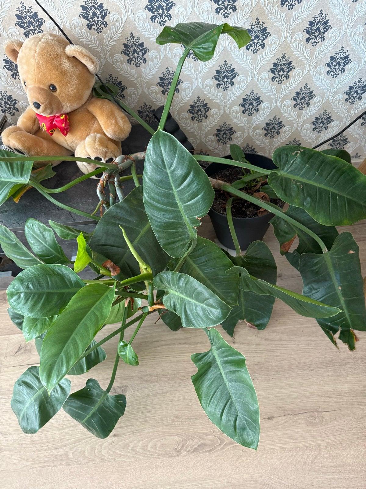 Grote Philodendron plant - Groene kamerplant, Ophalen, 100 tot 150 cm, Overige soorten, Halfschaduw