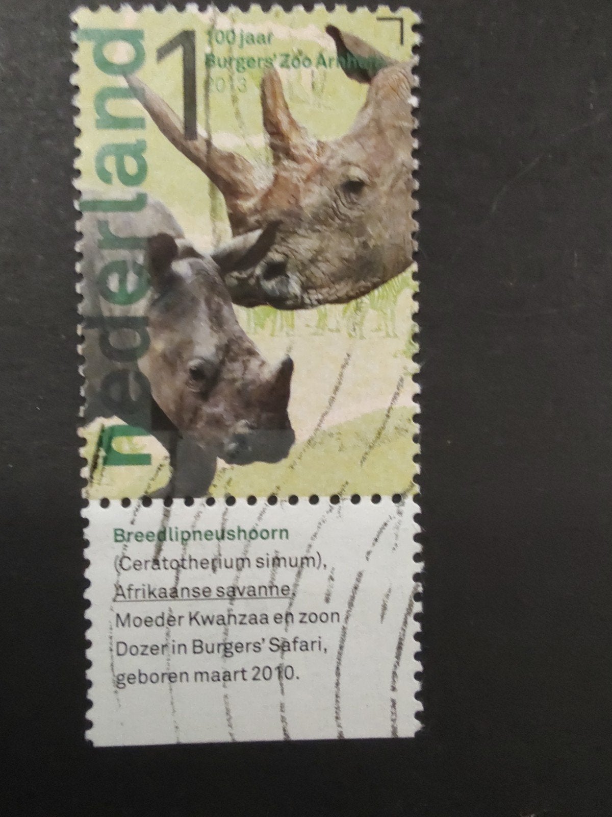 3032 breedlipneushoorn 2023 burgers Zoo, Verzenden