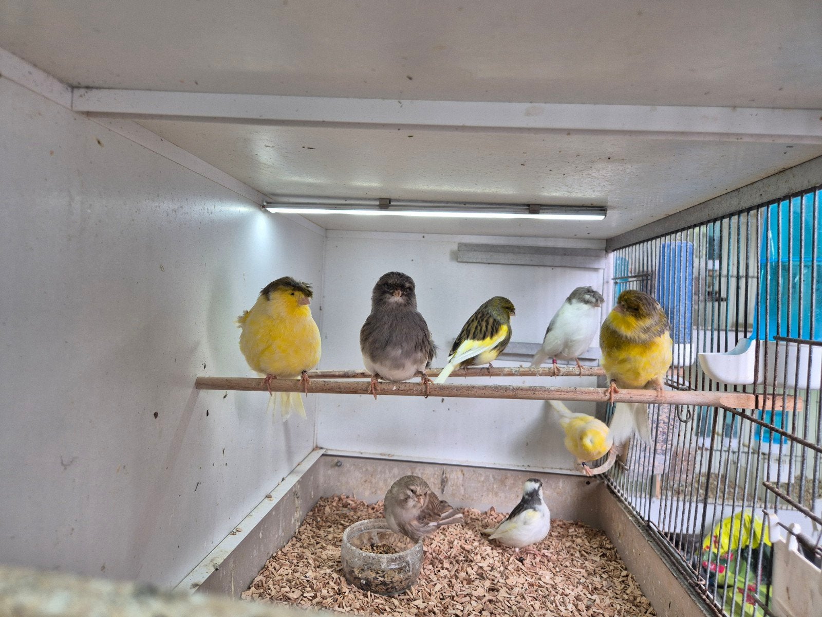 glosters te koop, Meerdere dieren, Postuurkanarie