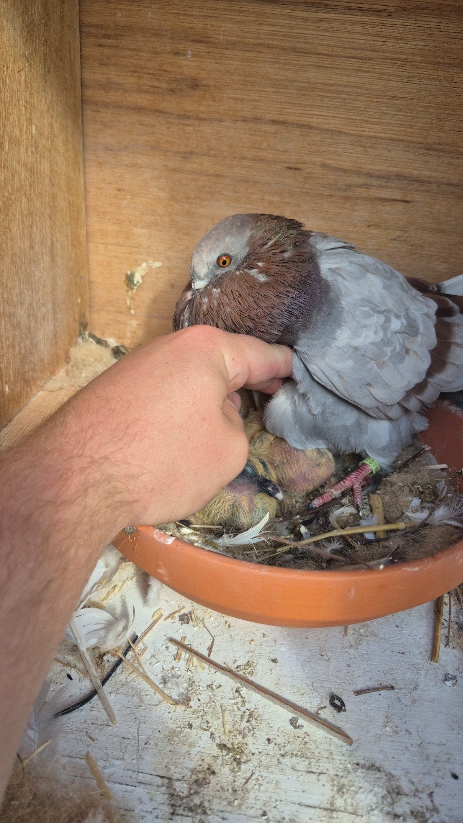 2 jonge kroppers, Meerdere dieren, Kropper