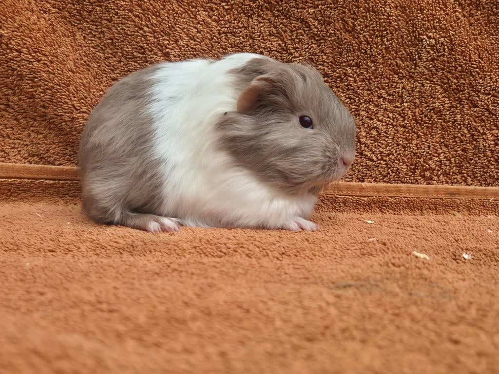 Sheltie zeugje slate/wit langhaar grijs cavia gevlekt, Dieren en Toebehoren, Cavia, April, Vrouwelijk, Tam