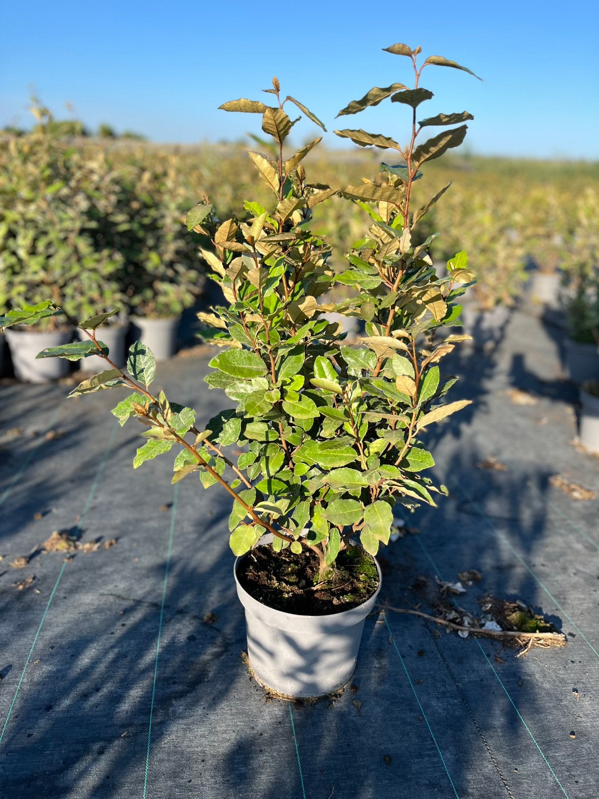 Foto 2 van Elaeagnus Ebbingei - Compacta - Olijfwilg -