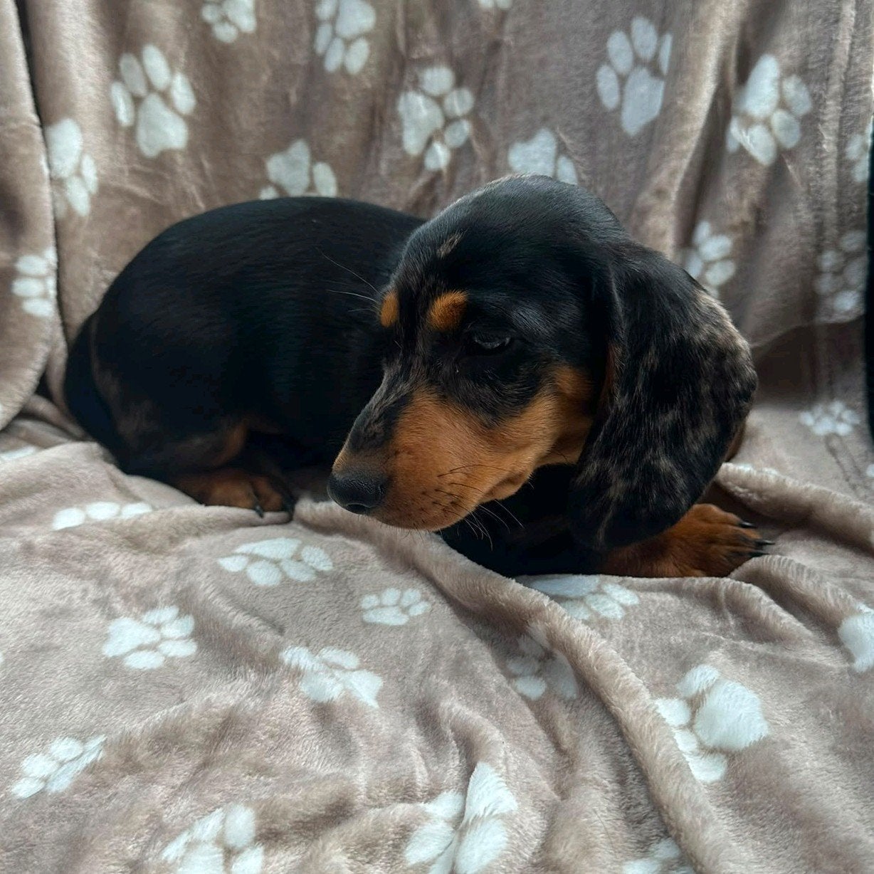 Dwergteckel puppy's, 8 tot 15 weken, Korthaar, Dwerg, Parvo