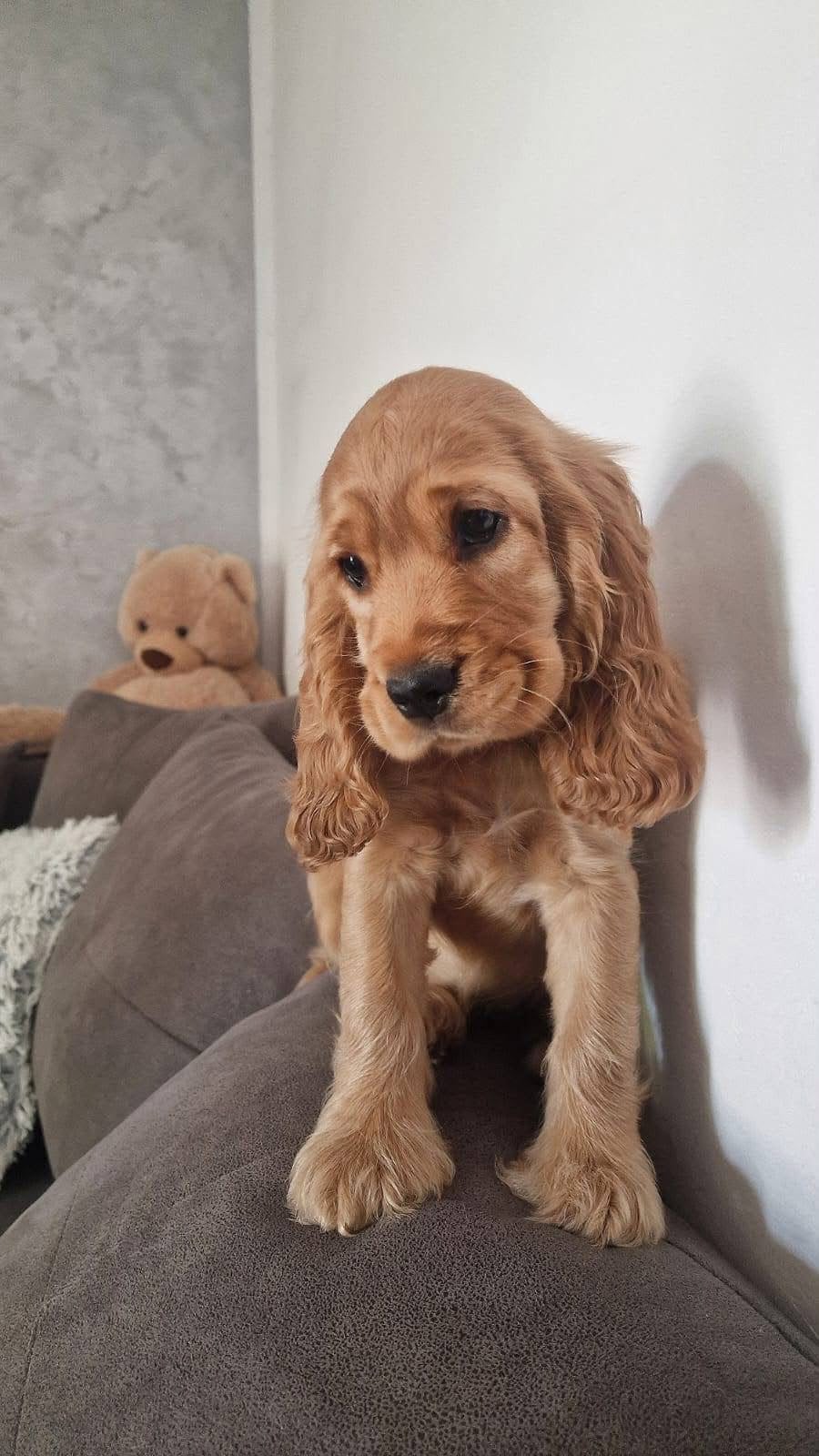 Cocker spaniel pup (teefje) zoekt goed huisje, Dieren en Toebehoren, Honden | Retrievers, Spaniëls en Waterhonden, 15 weken tot 1 jaar