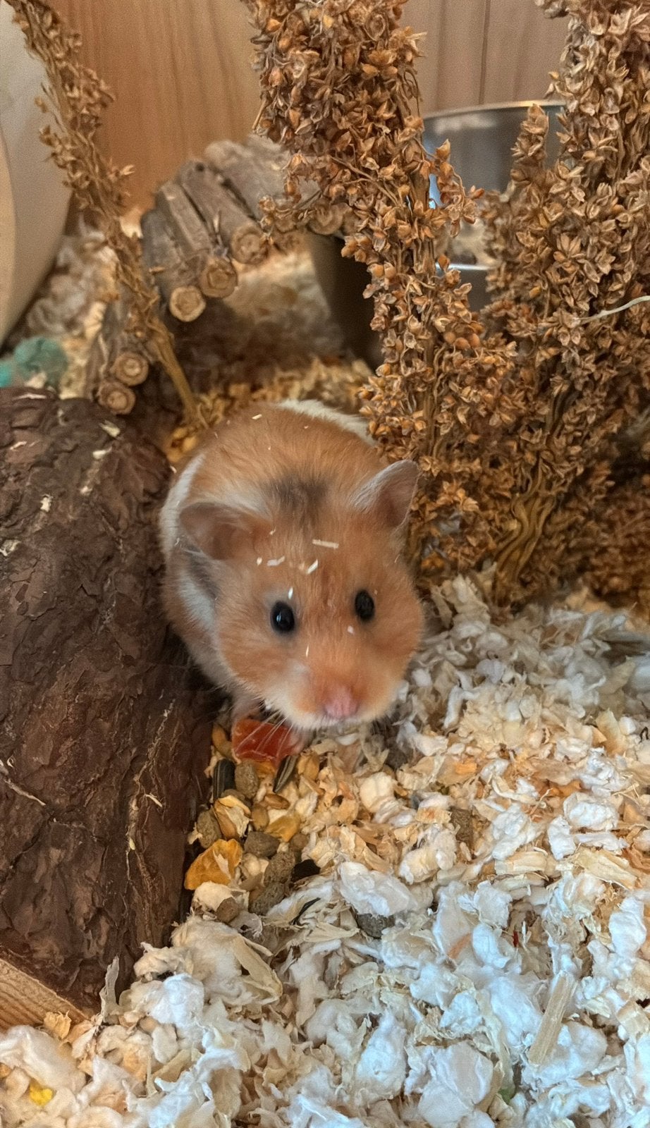 Lieve hamster Nacho zoekt een nieuw huisje, Hamster, Vrouwelijk, Januari, Tam