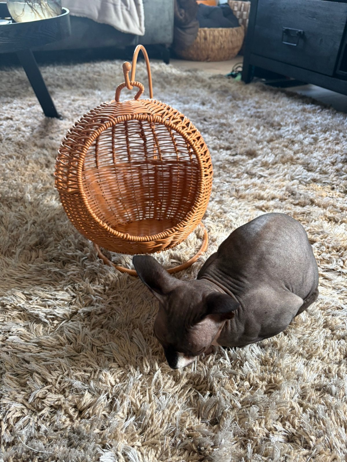 Kitten, ratten, fretten mandje hangmat, Ophalen, Zo goed als nieuw
