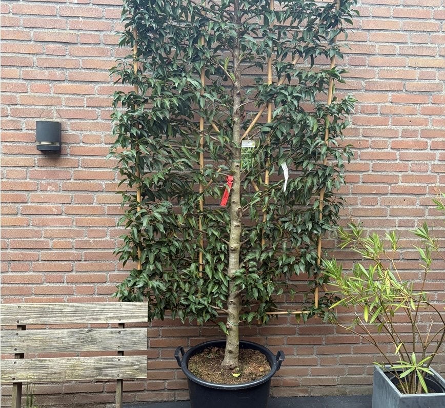 Leiboom Portugese Laurier - 200x95cm, Vaste plant, Bloeit niet, Halfschaduw, Ophalen