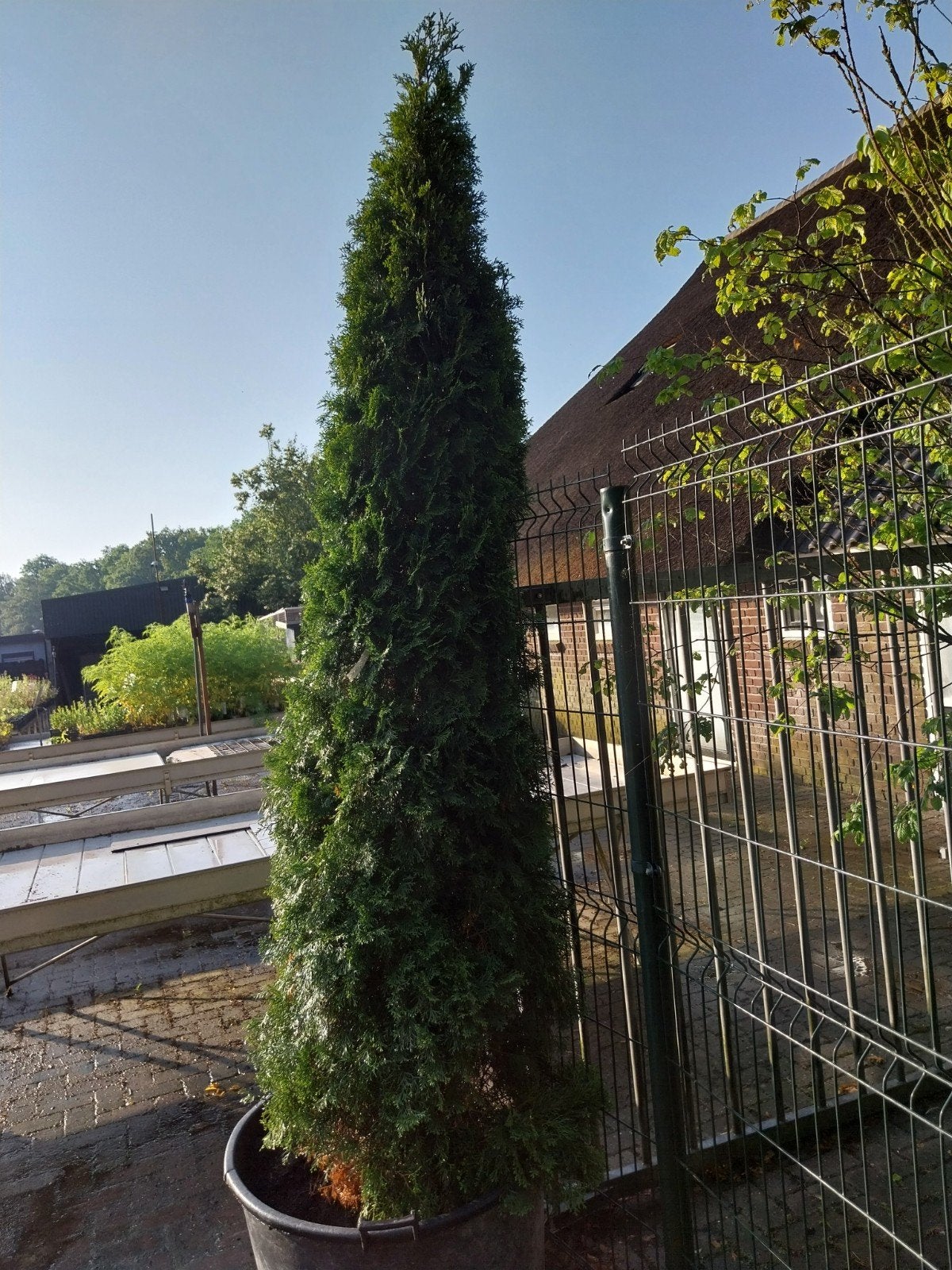 Thuja Smaragd - 250-275 cm - Groenblijvende Conifeer, Tuin en Terras, Ophalen, Bloeit niet, Halfschaduw, Overige soorten