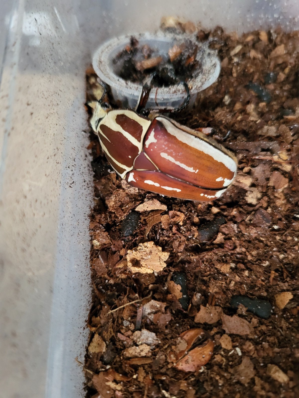 Mecynorrhina torquata ugandensis mtu man rood, Overige soorten