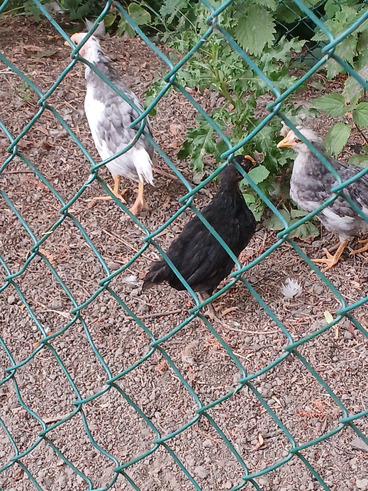 5 mooie gezonde kleurlegger kuikens te koop, Dieren en Toebehoren, Pluimvee, Meerdere dieren, Kip
