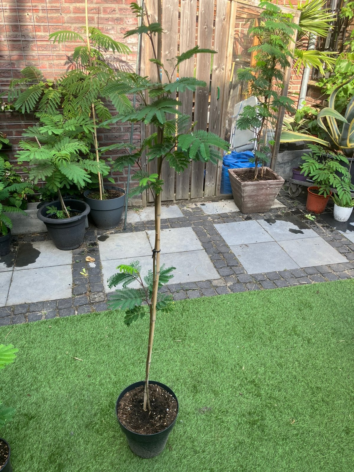 Albizia lophanta slaapboom, Ophalen