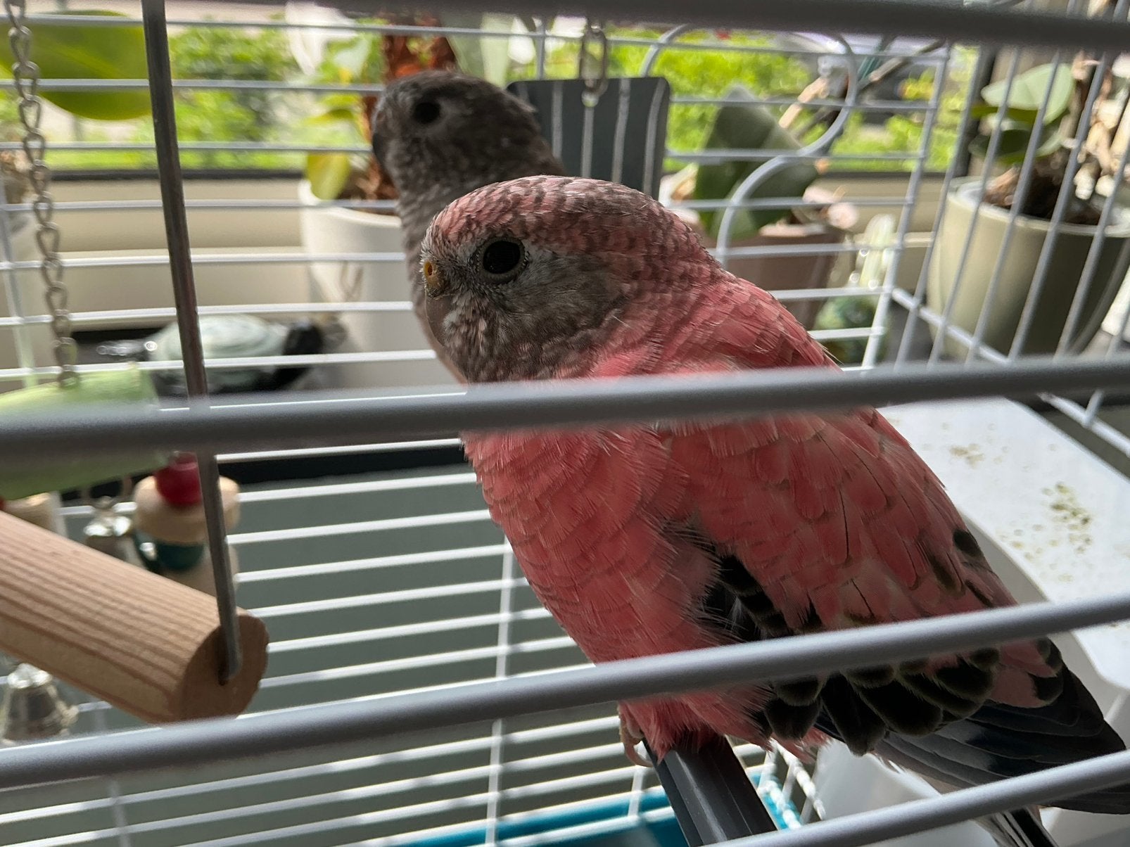 2 Bourke Parkieten ( poppen ), Dieren en Toebehoren, Vrouwelijk, Parkiet