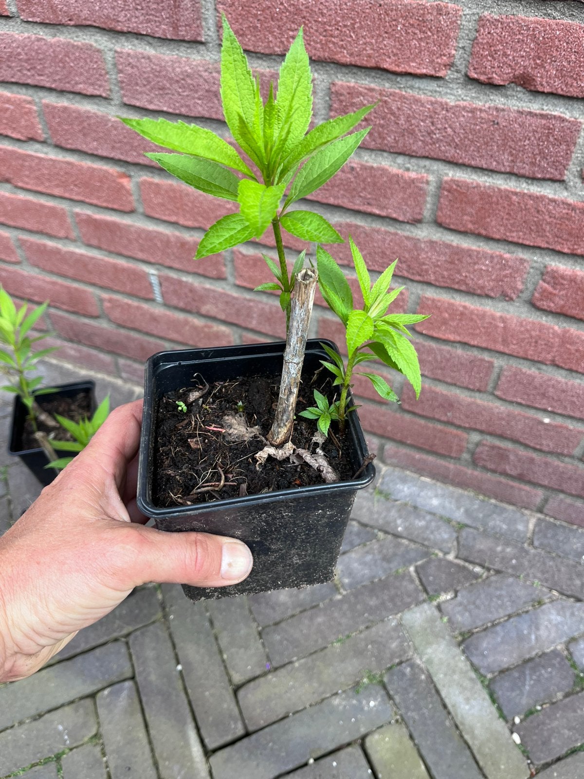 Eupatorium maculatum ‘purpurea’, Tuin en Terras, Planten | Tuinplanten, Overige soorten, Volle zon, Ophalen
