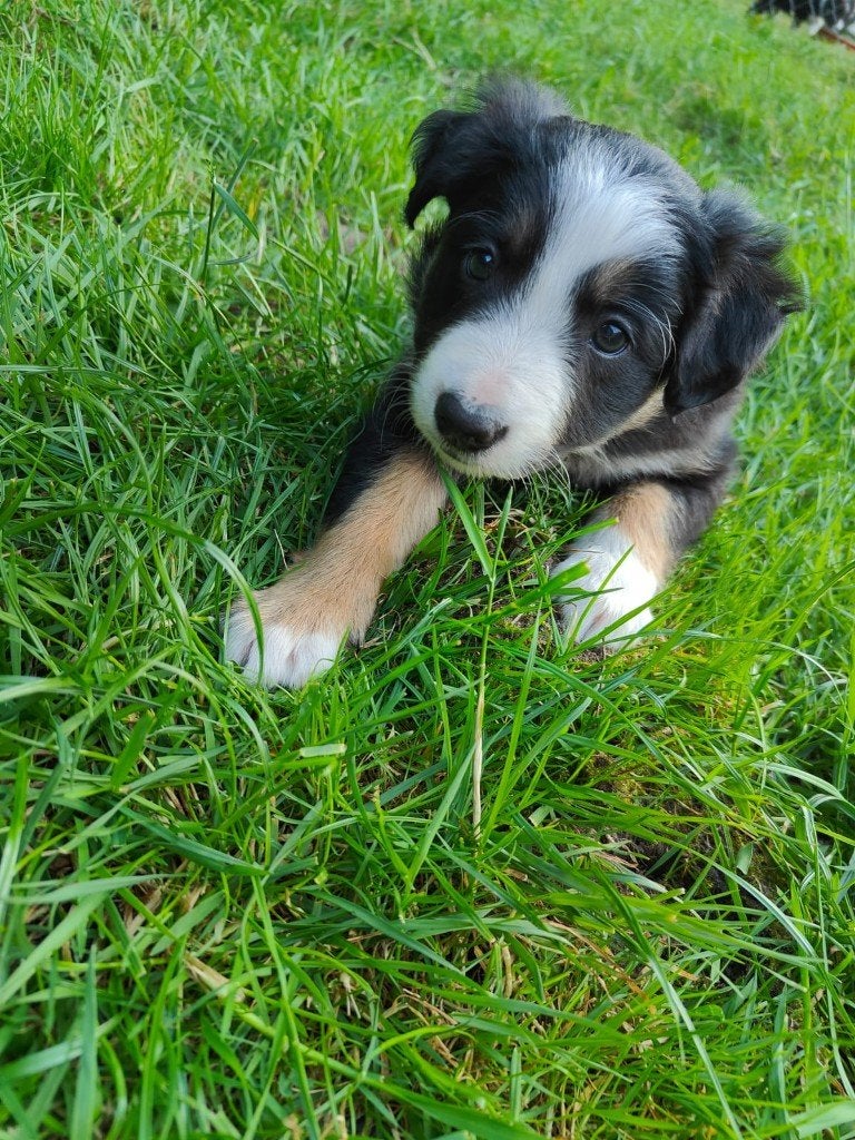 Bordercollie border collie pups met ISDS stamboom, Parvo, Overige rassen, 8 tot 15 weken, Meerdere