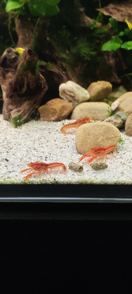Cpo mannetjes 6,50 pst, Dieren en Toebehoren, Vissen | Aquariumvissen, Vis