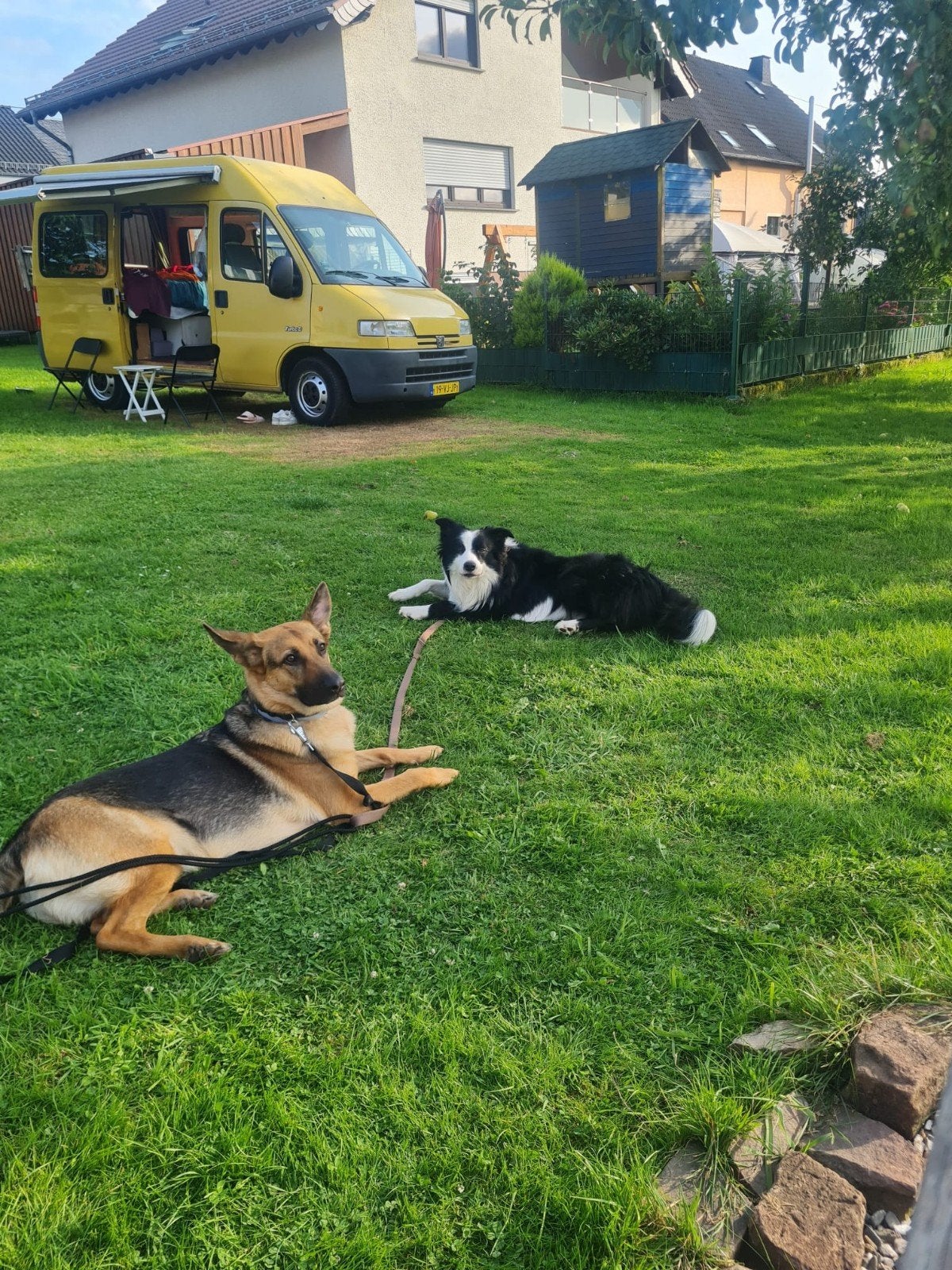 Shollie pups te koop, Parvo, 8 tot 15 weken, Collie, Meerdere