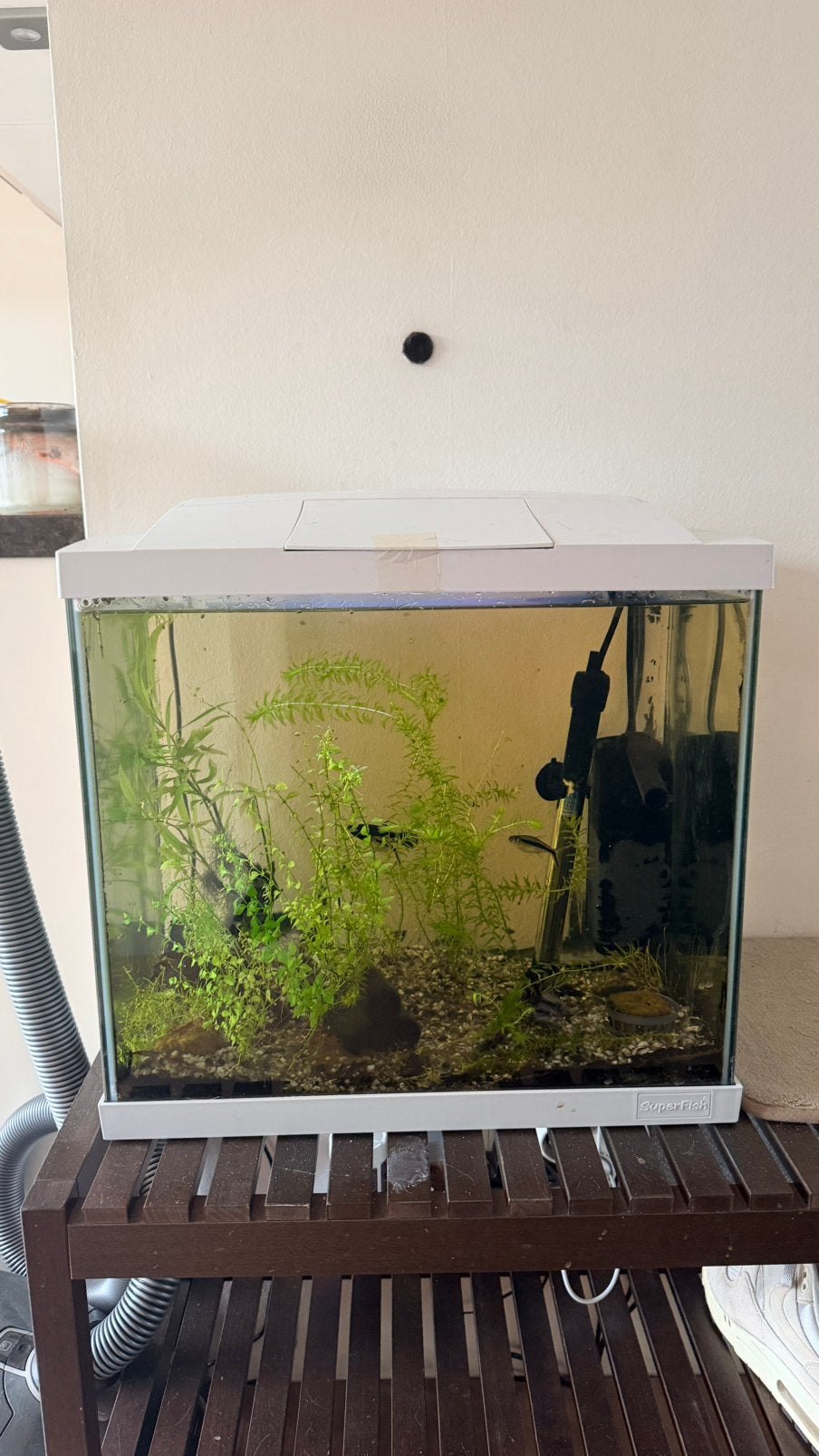 Aquarium incl toebehoren, Dieren en Toebehoren, Vissen | Aquaria en Toebehoren, Ophalen, Gebruikt, Gevuld zoetwateraquarium, Superfish