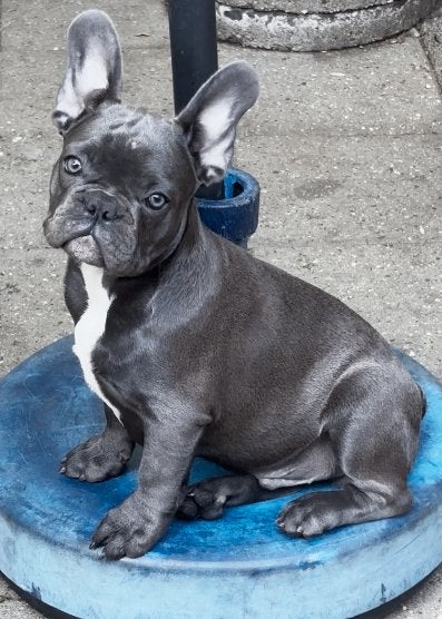 Prachtige Franse bulldog pup reutje, Dieren en Toebehoren, Parvo, Reu, 8 tot 15 weken, Bulldog
