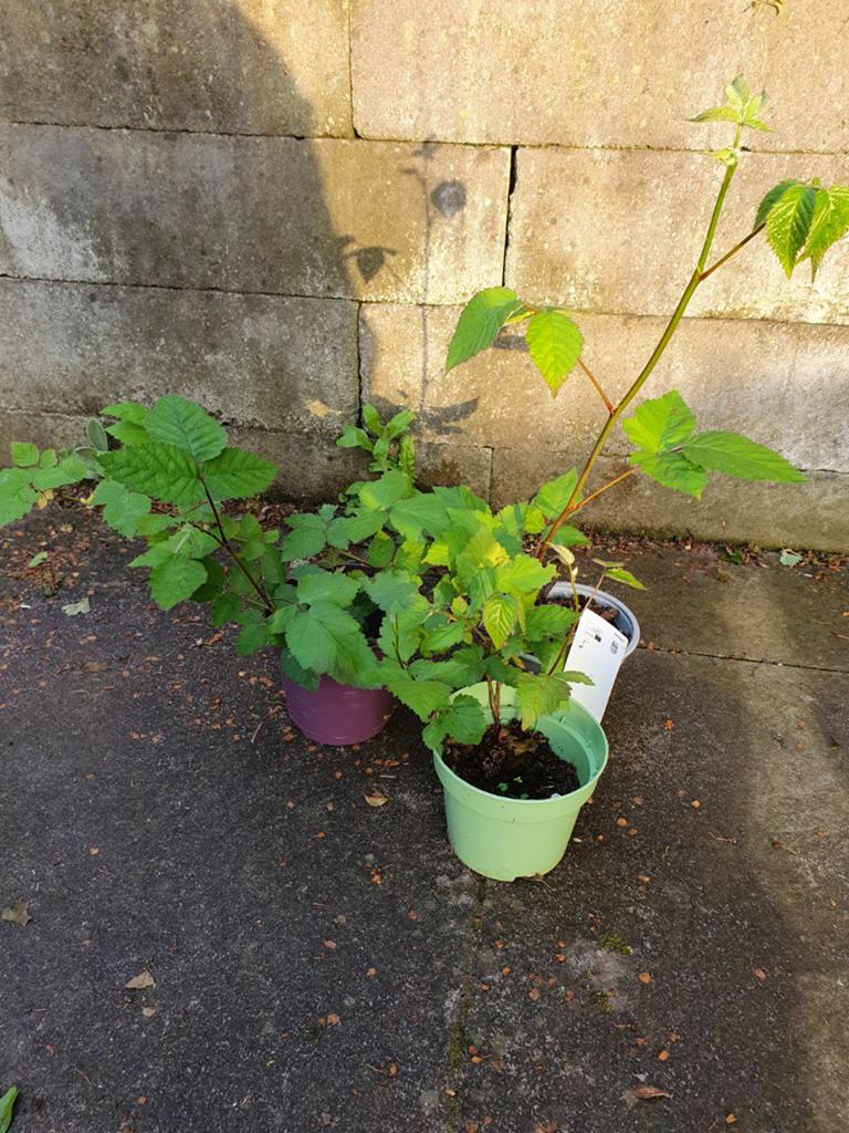 Doornloze braam in verschillende groottes, Tuin en Terras, Planten | Fruitbomen, Ophalen, Minder dan 100 cm, In pot, Overige soorten