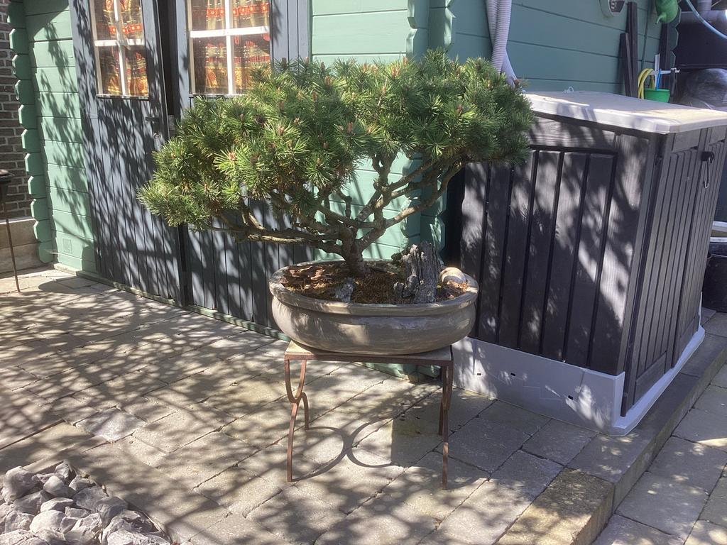 Prachtige 50-jarige Pinus Pinea Bonsai met grote schaal, Overige soorten, Volle zon, Vaste plant, Ophalen of Verzenden