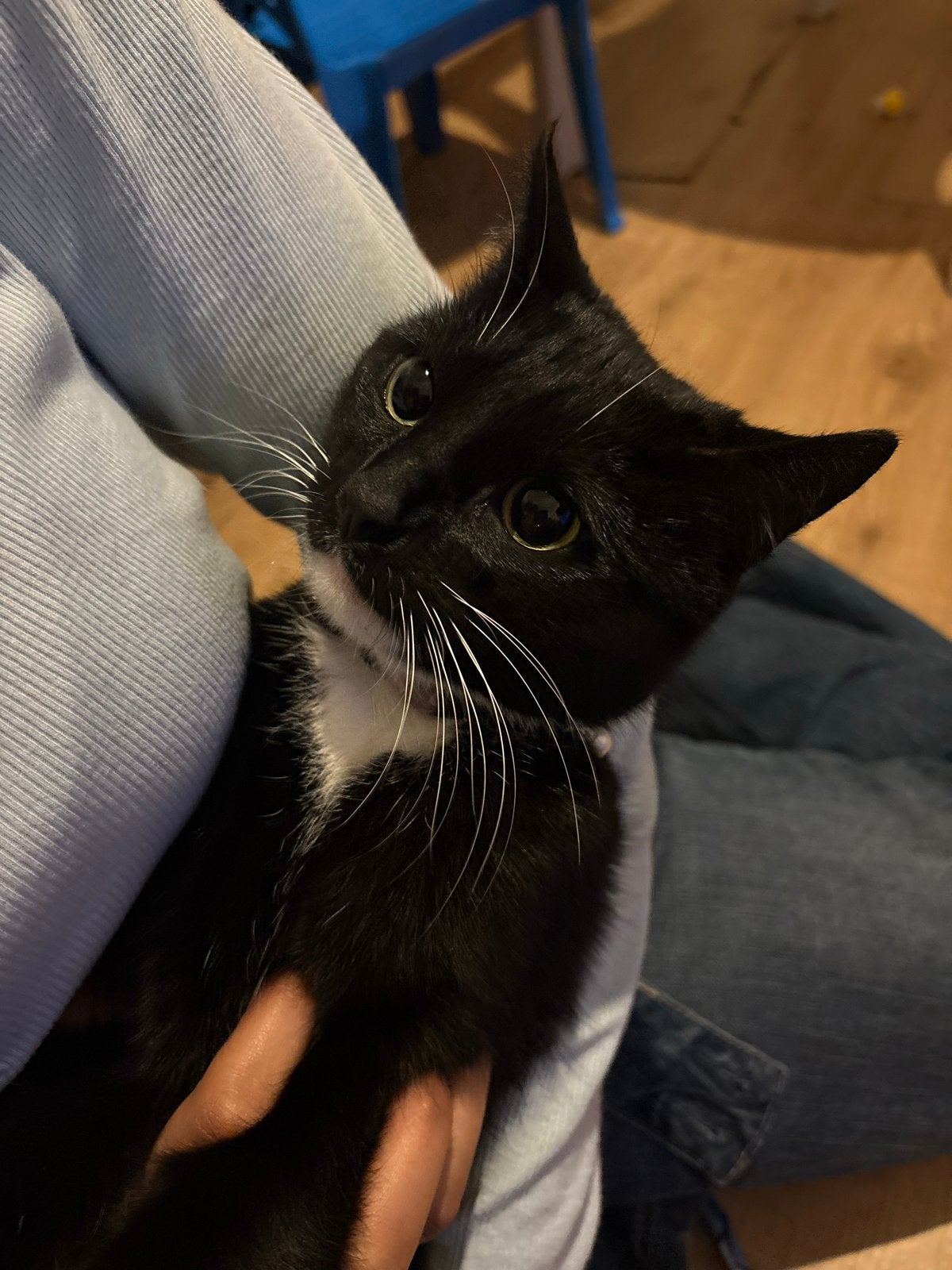 Moeder poes en 2 kittens zoeken een nieuw thuis, Dieren en Toebehoren, Meerdere dieren