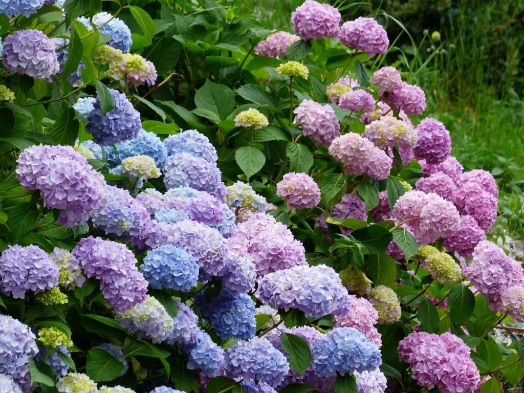 Hortensia's gezocht omgeving Joure, Vaste plant, Halfschaduw, Zomer, Ophalen