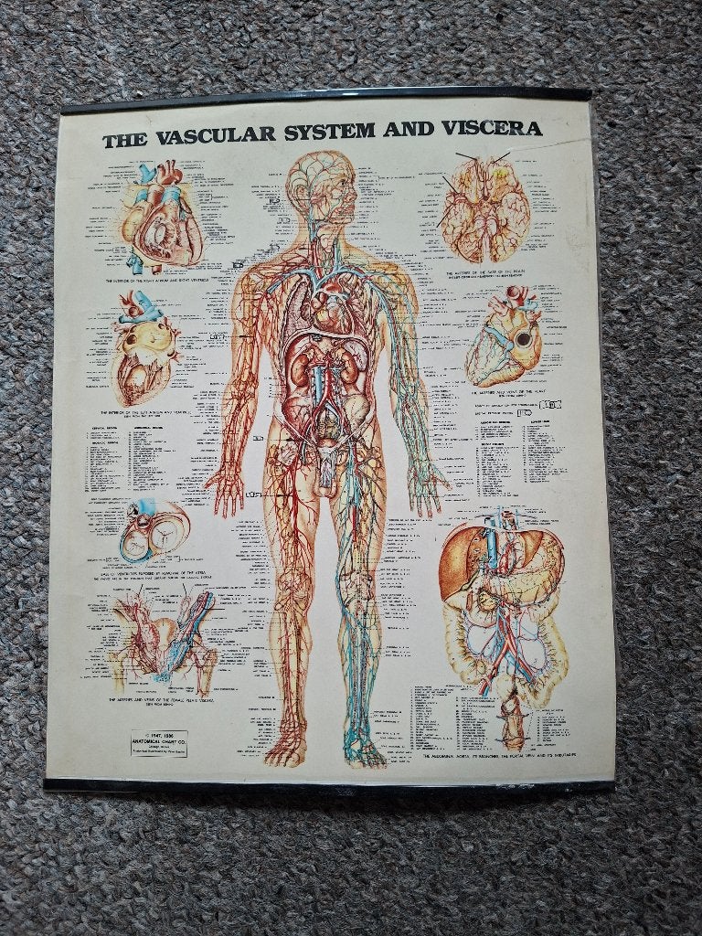 anatomische mini-poster het vaatstelsel en de ingewanden, Verzenden, Beta, HBO