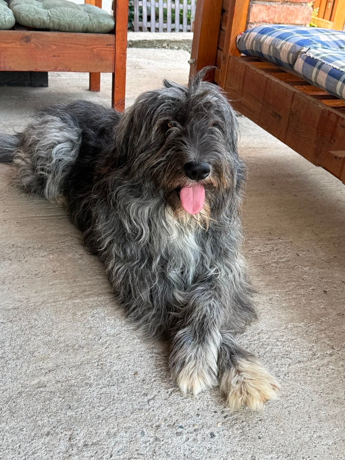 Lieve Balu zoekt een baasje!, 1 tot 2 jaar, Buitenland, Eén hond, Reu