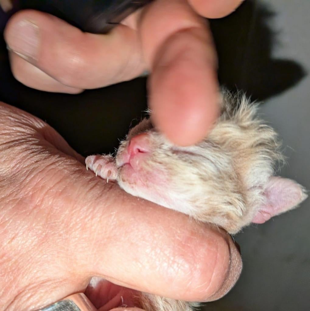 Nestje Tennessee Rex Carriërs Langhaar Kittens te koop, Dieren en Toebehoren, Meerdere dieren, Gechipt, 0 tot 2 jaar