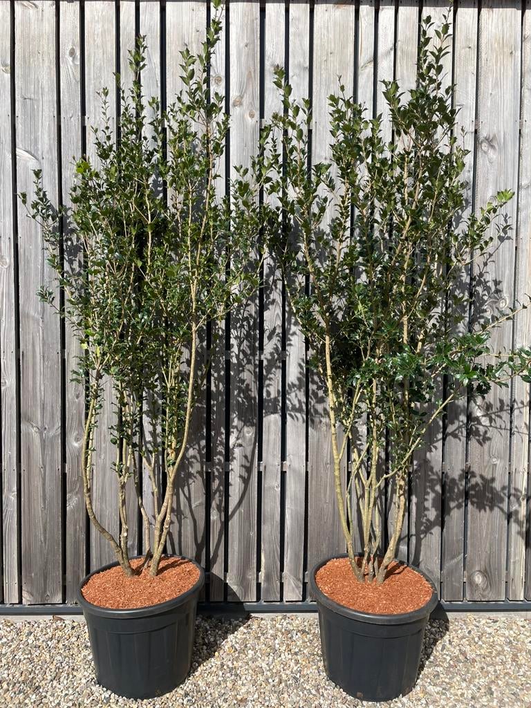 Osmanthus Schijnhulst meerstam in pot leverbaar tot 250 cm, Tuin en Terras, Planten | Bomen, Overige soorten, Lente, 100 tot 250 cm