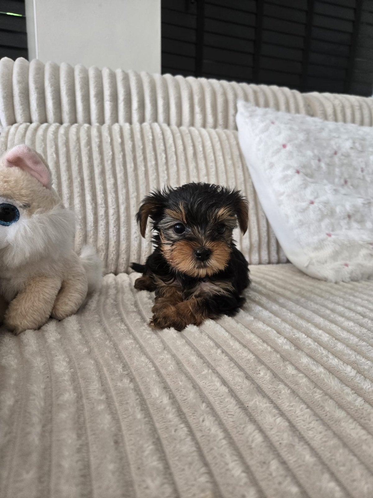 Puppy, Dieren en Toebehoren, Teef, Meerdere, Klein, Nederland