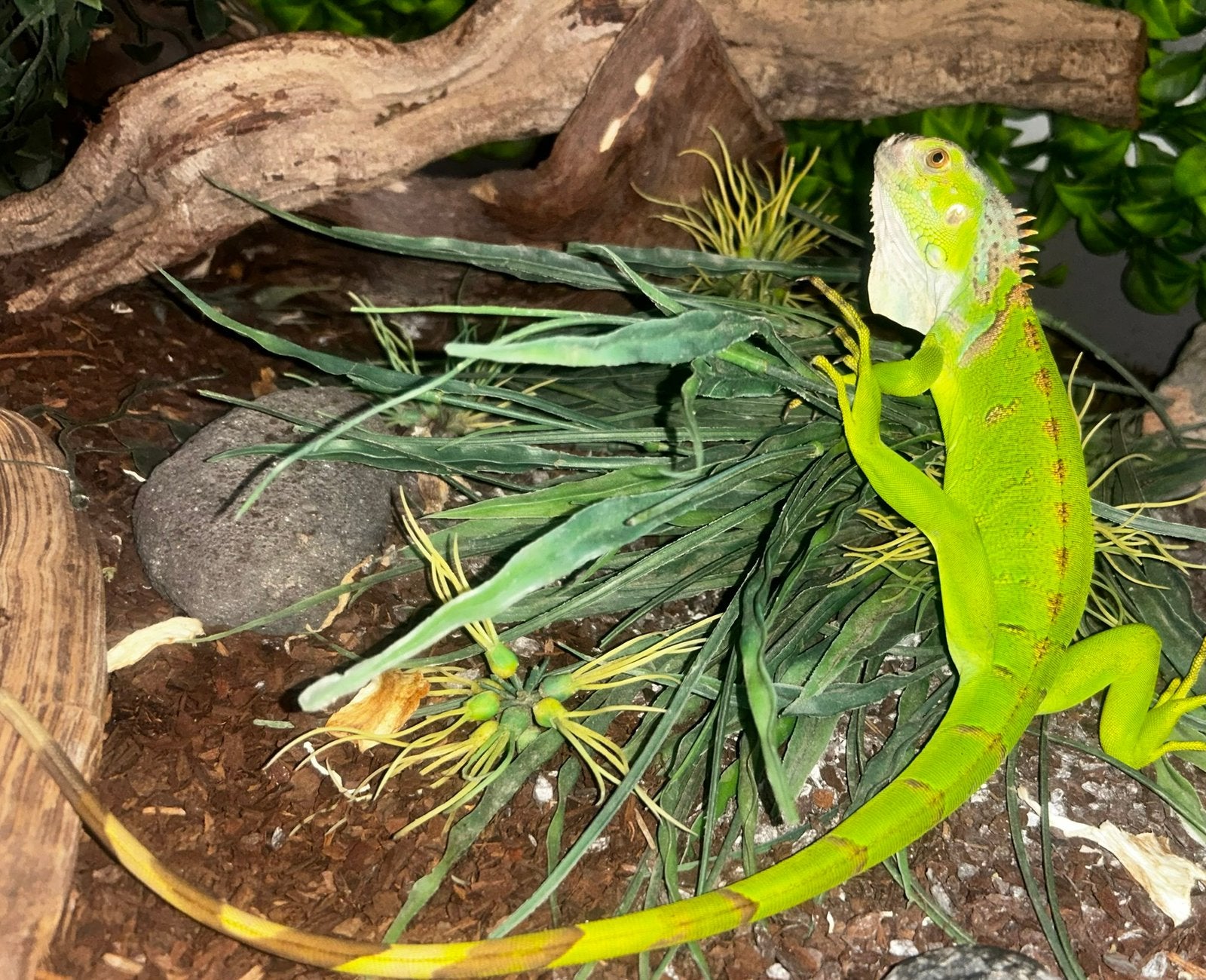 Groene leguaan, Dieren en Toebehoren, Reptielen en Amfibieën, Slang, Tam, 0 tot 2 jaar
