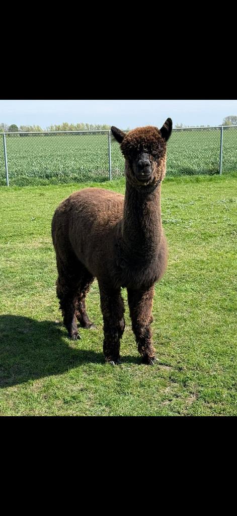 Alpaca hengst, Dieren en Toebehoren, Augustus, Mannelijk