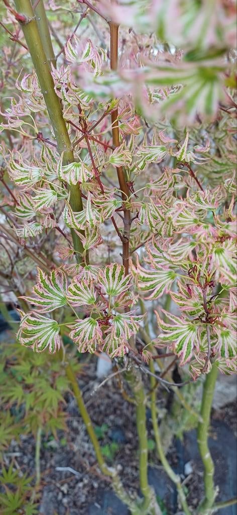 Acer palmatum pré bonsai en andere soorten, Bloeit niet, Halfschaduw, Overige soorten, 100 tot 250 cm