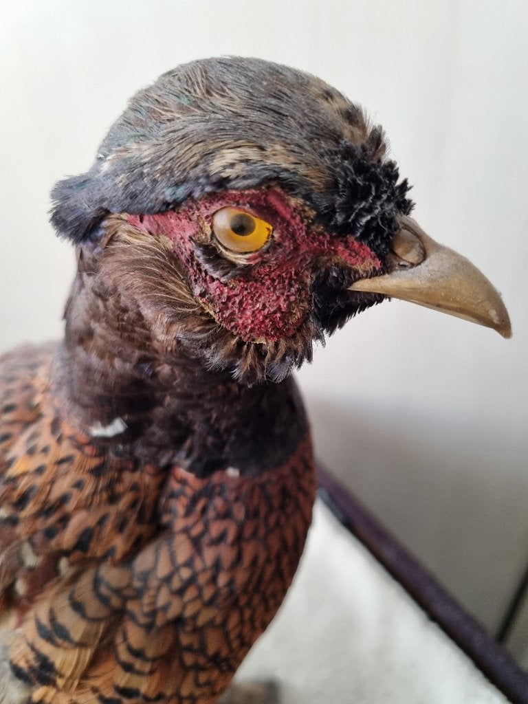 opgezette dieren, Ophalen of Verzenden, Zo goed als nieuw, Vogel, Opgezet dier