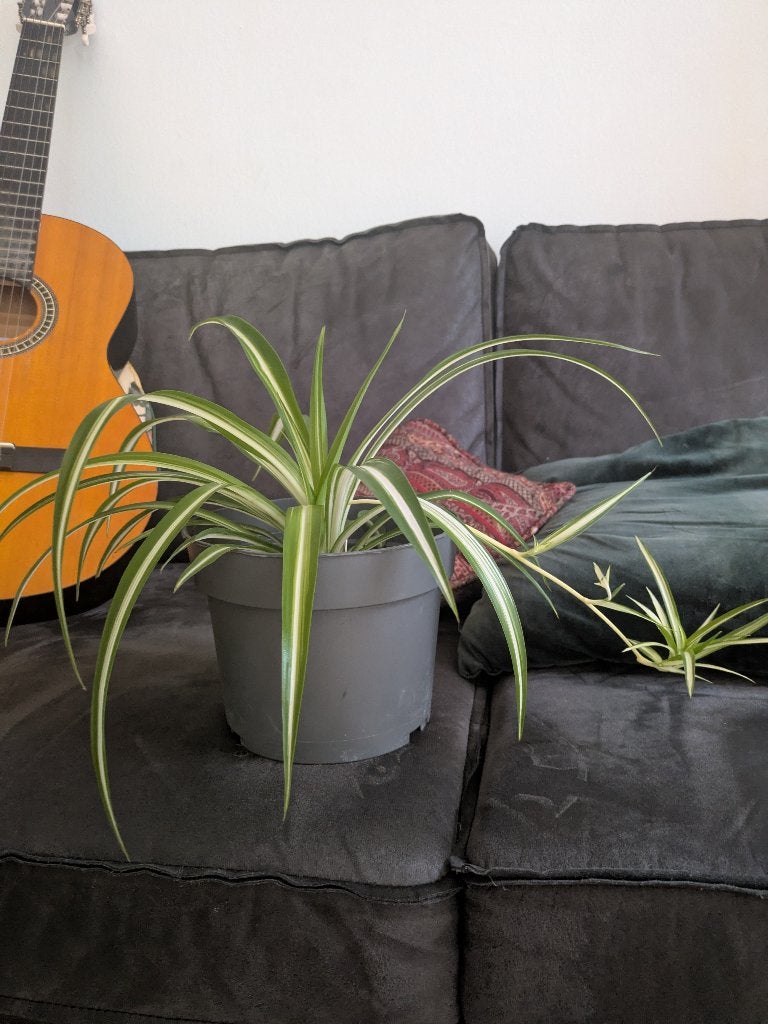 Graslelie plant, Volle zon, Vaste plant, Herfst, Ophalen