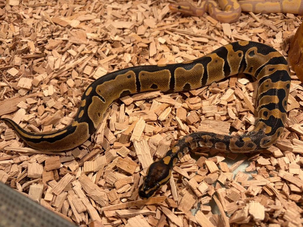 Koningspython/balpython Enchi 100% het pied Ball Python - female for sale from Sietze