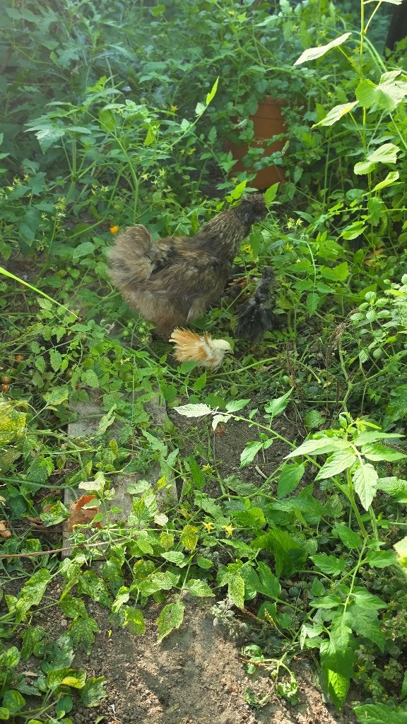Kuikens te koop, krulveer,  witte leghorn,, Dieren en Toebehoren, Meerdere dieren, Kip