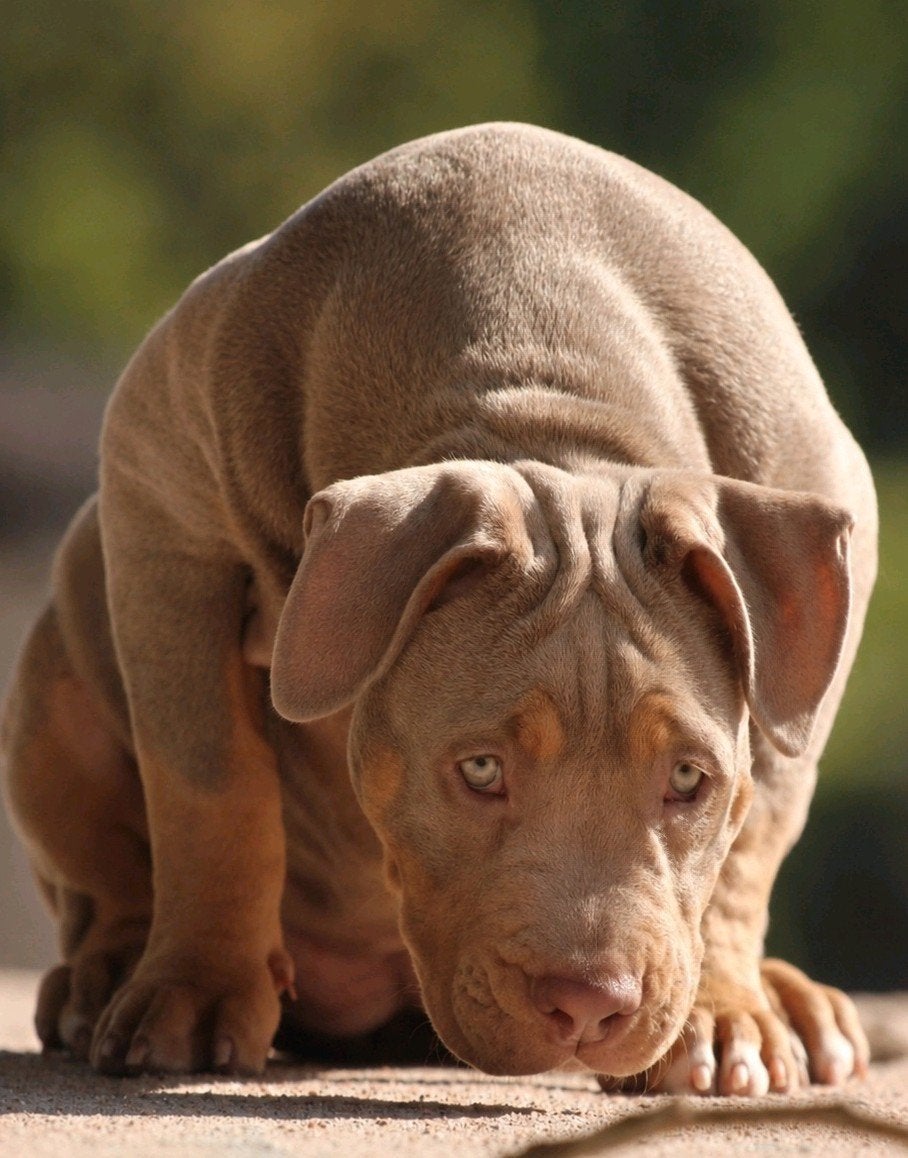 American Bully pup teefje *stamboom, Overige rassen, 8 tot 15 weken, Teef, Eén hond