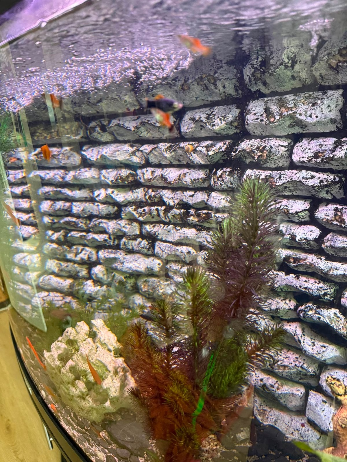 Juwel Aquarium met toebehoren, Dieren en Toebehoren, Ophalen of Verzenden, Zo goed als nieuw