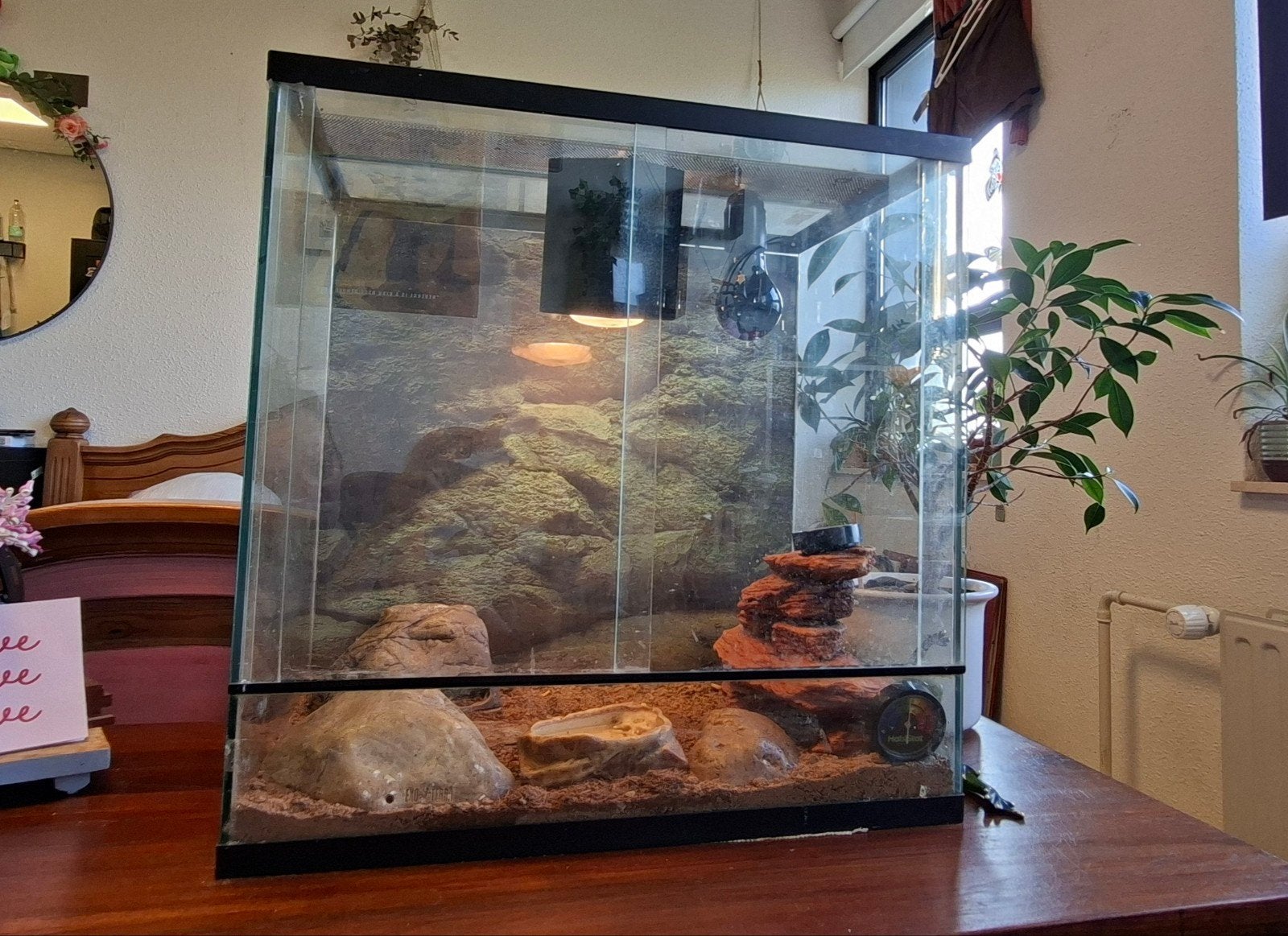 Luipaardgekko (Mannetje) Incl. Terrarium, Hagedis, Met terrarium, 7 tot 10 jaar