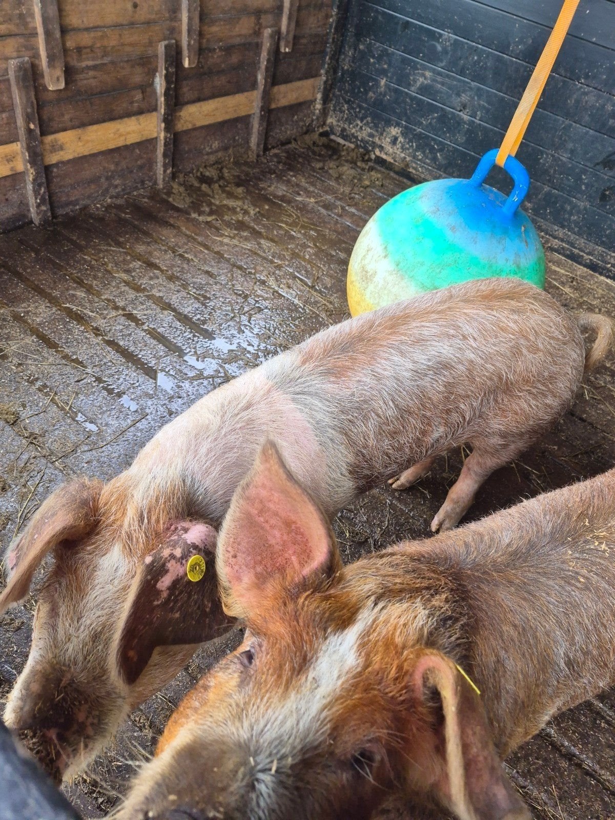 varkens, Vrouwelijk, Varken