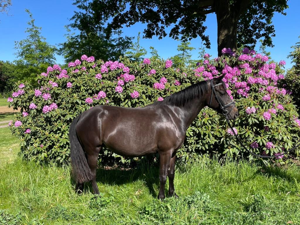 6 jarige zwarte New Forest merrie te koop., Merrie, 3 tot 6 jaar, D pony (1.37m tot 1.48m), Met stamboom