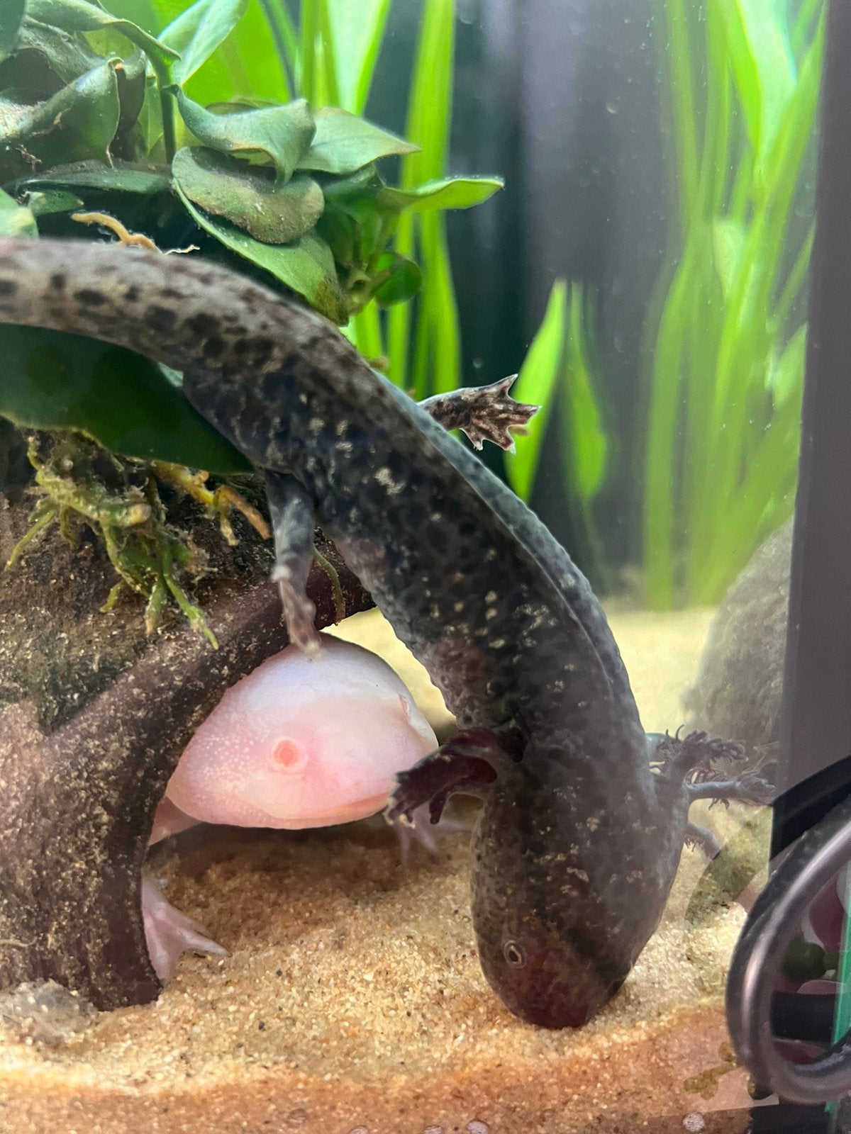 Axolotls (karel en koos), Vis