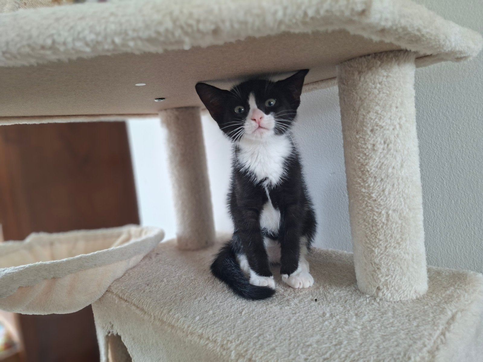kittens, Geslacht onbekend, Kortharig, 0 tot 2 jaar