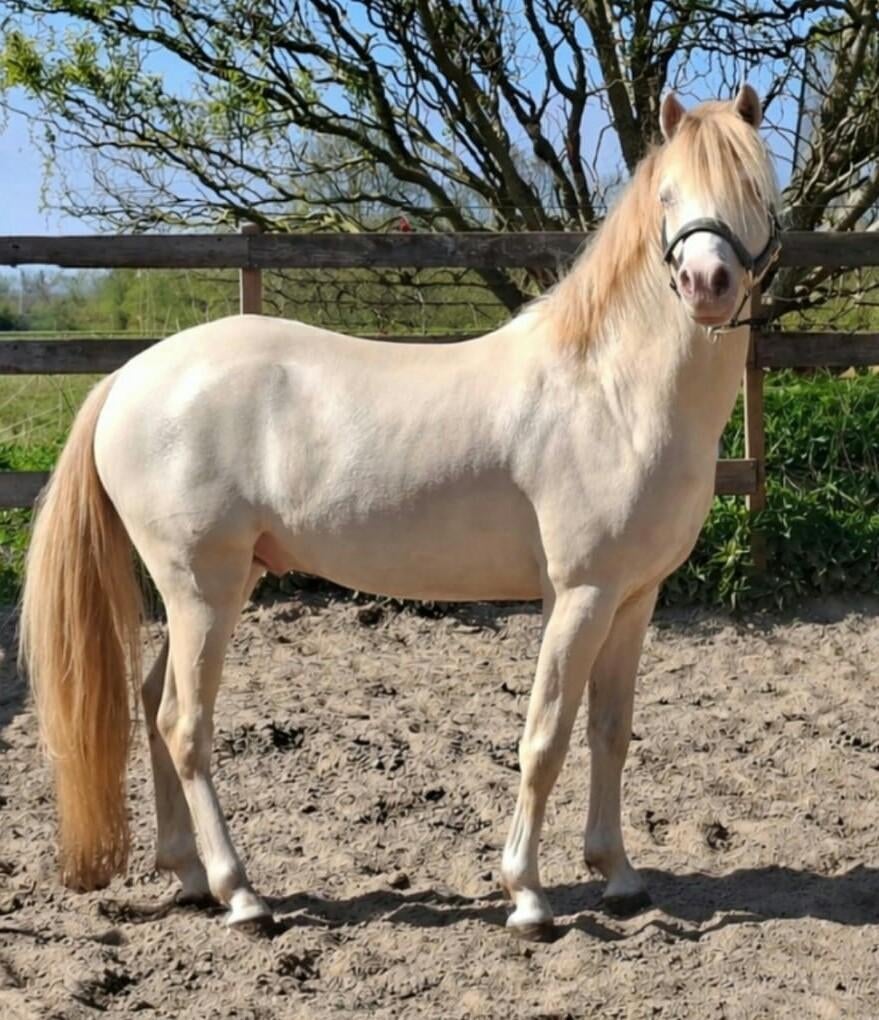 Ter dekking aangeboden, Dieren en Toebehoren, Hengst