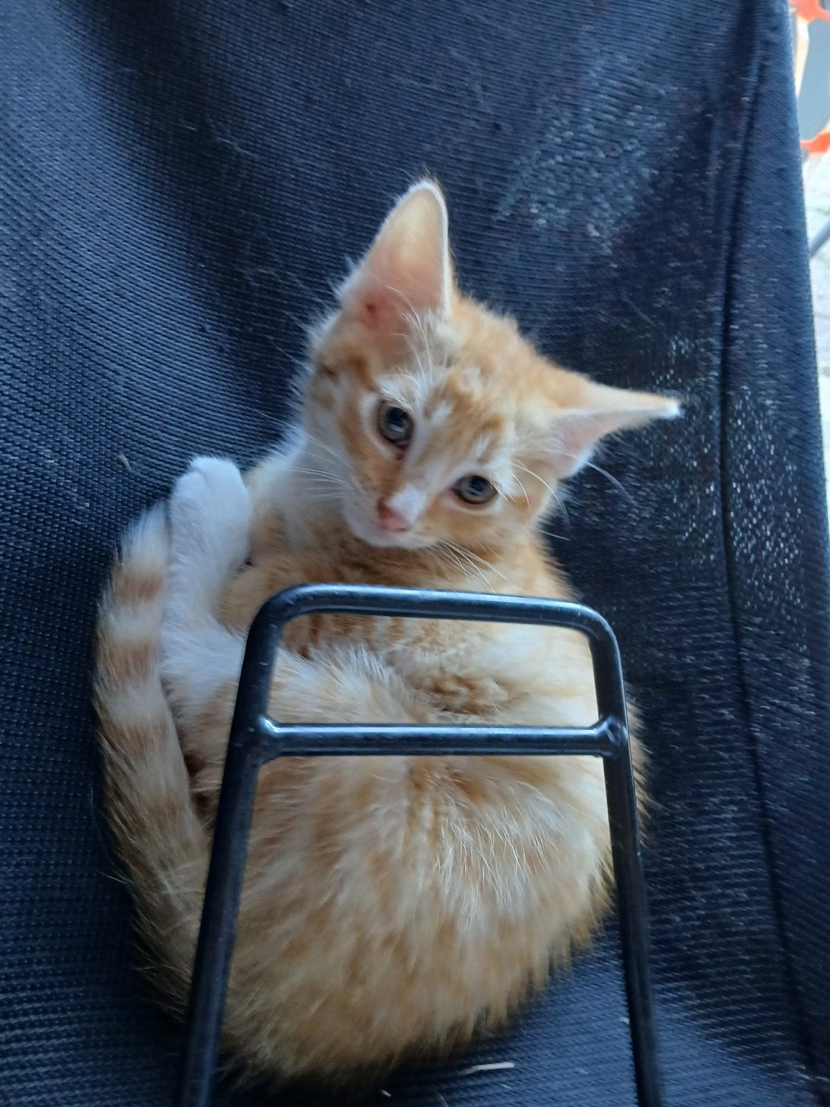 Munchkin x britse langhaar laatste Kittens te koop, Meerdere dieren, Ontwormd, 0 tot 2 jaar