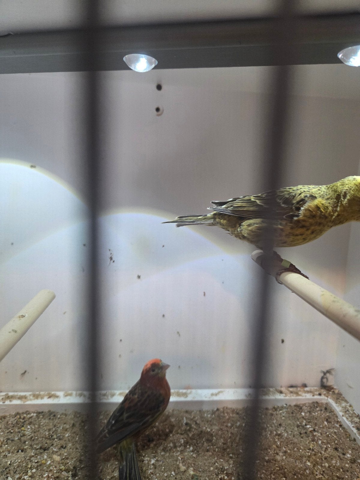 koppel lizard kanarie, Dieren en Toebehoren, Meerdere dieren, Kleurkanarie