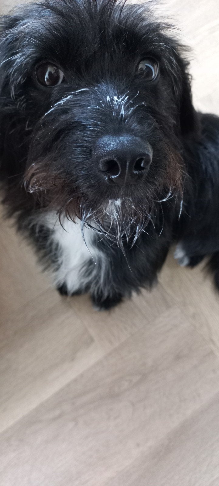Beagle kruising, Dieren en Toebehoren, Honden | Niet-rashonden, Parvo, 15 weken tot 1 jaar, Teef, Eén hond