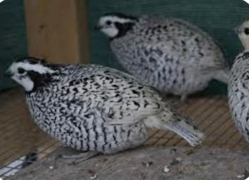 snowflace boomkwartel gevraagd, Dieren en Toebehoren, Vogels | Overige Vogels, Meerdere dieren